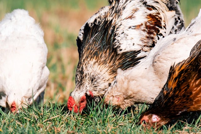 Free download araucana chickens poultry rooster free picture to be edited with GIMP free online image editor