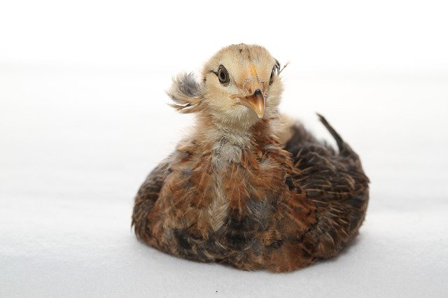 Free download Araucana Chicks Easter -  free free photo or picture to be edited with GIMP online image editor