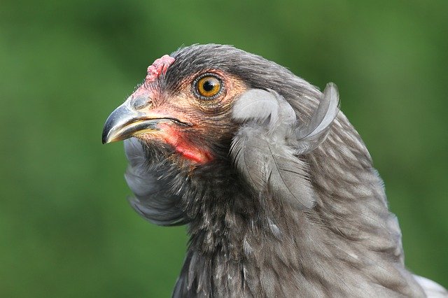 Descarga gratuita Araucana Pom Poms Chicken - foto o imagen gratuita para editar con el editor de imágenes en línea GIMP