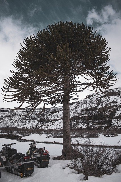 دانلود رایگان Araucaria Tree Araucariaceae - عکس یا تصویر رایگان قابل ویرایش با ویرایشگر تصویر آنلاین GIMP