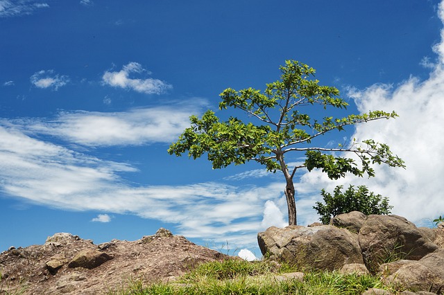 Descarga gratis arbol solo tree panoramic blue sky imagen gratuita para editar con GIMP editor de imágenes en línea gratuito