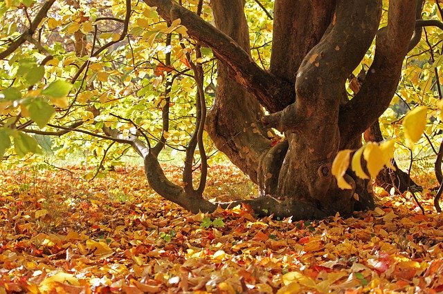 Unduh gratis Arboretum Greifswald Park Autumn - foto atau gambar gratis untuk diedit dengan editor gambar online GIMP
