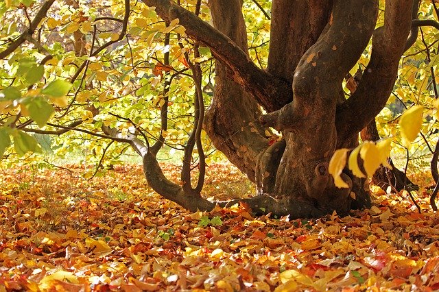 무료 다운로드 수목원 Greifswald Park 가을 - 무료 무료 사진 또는 GIMP 온라인 이미지 편집기로 편집할 사진