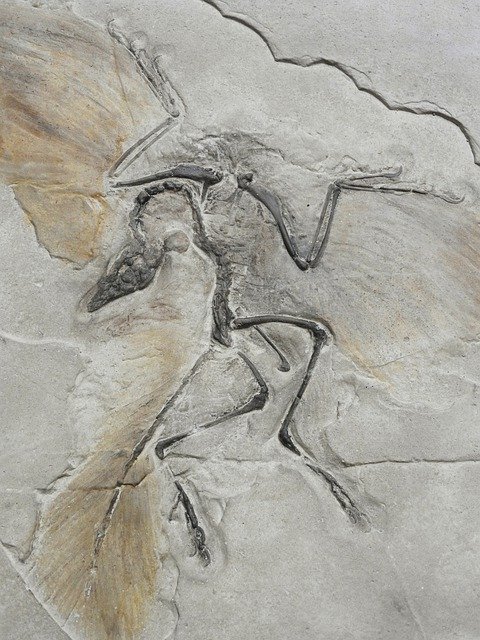 Free download Archaeopteryx Lithographica -  free photo or picture to be edited with GIMP online image editor