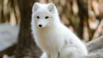 Free download arctic-fox-1 free photo or picture to be edited with GIMP online image editor