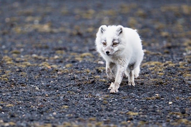 Free download arctic fox iceland fox white free picture to be edited with GIMP free online image editor
