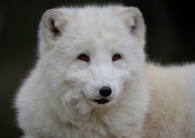 Free download arctic fox polar fox snow fox free picture to be edited with GIMP free online image editor
