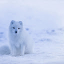arctic snow dog  screen for extension Chrome web store in OffiDocs Chromium