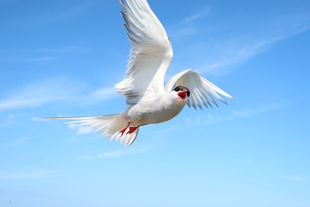 Free download arctic tern bird flying in flight free picture to be edited with GIMP free online image editor