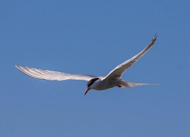 Free download Arctic Tern Sea Swallow Bird -  free photo or picture to be edited with GIMP online image editor