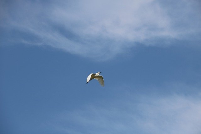 تحميل مجاني Ardea Alba Bird Water - صورة مجانية أو صورة ليتم تحريرها باستخدام محرر الصور عبر الإنترنت GIMP