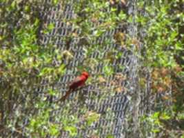 Free download A Red Bird on the Gate Near Wilson Park free photo or picture to be edited with GIMP online image editor