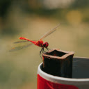 A red dragonfly on a can  screen for extension Chrome web store in OffiDocs Chromium