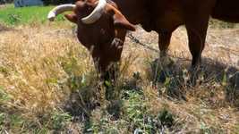 Free download A Red-Haired Cow Graze -  free video to be edited with OpenShot online video editor