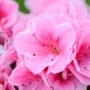 A Resplendent Flush of Rhododendron simsii  screen for extension Chrome web store in OffiDocs Chromium