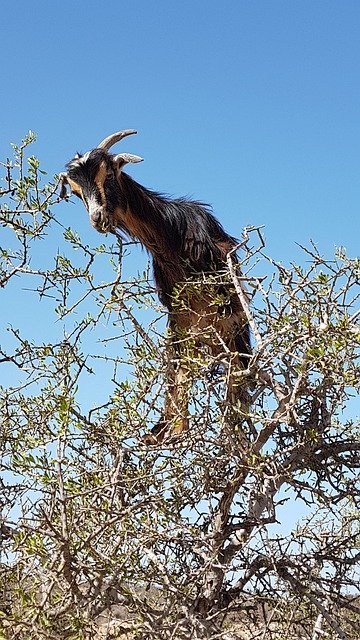 Unduh gratis Arganziege Argan Tree Goat - foto atau gambar gratis untuk diedit dengan editor gambar online GIMP