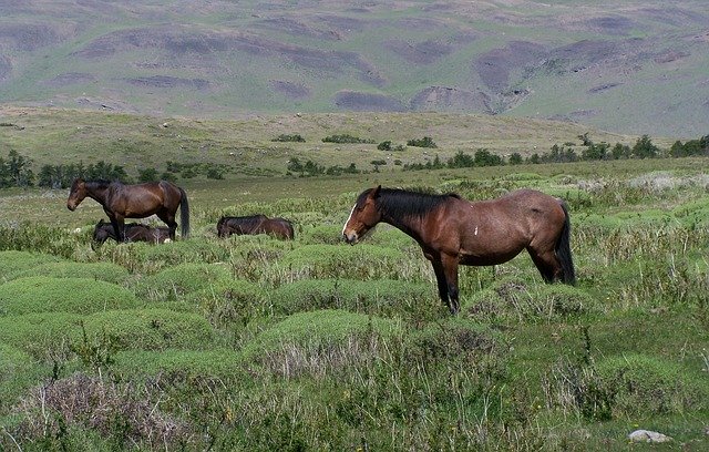 Free download Argentina Horses Landscape -  free photo or picture to be edited with GIMP online image editor