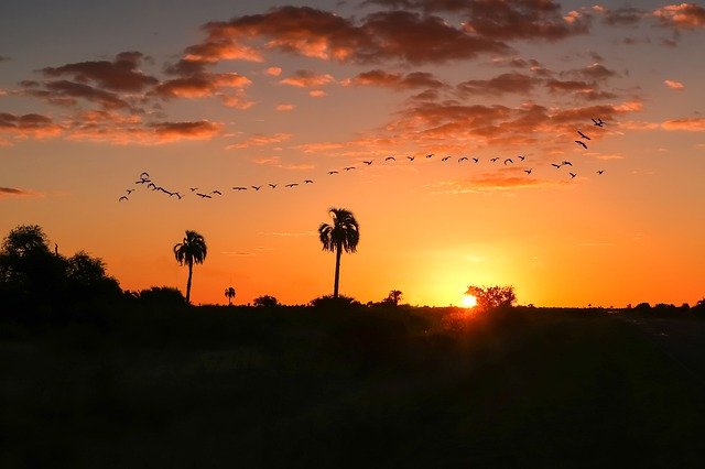 Free download Argentina Sunset Palmtree -  free photo or picture to be edited with GIMP online image editor