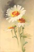 Free download Argyranthemum Marguerite Daisy (1914) free photo or picture to be edited with GIMP online image editor