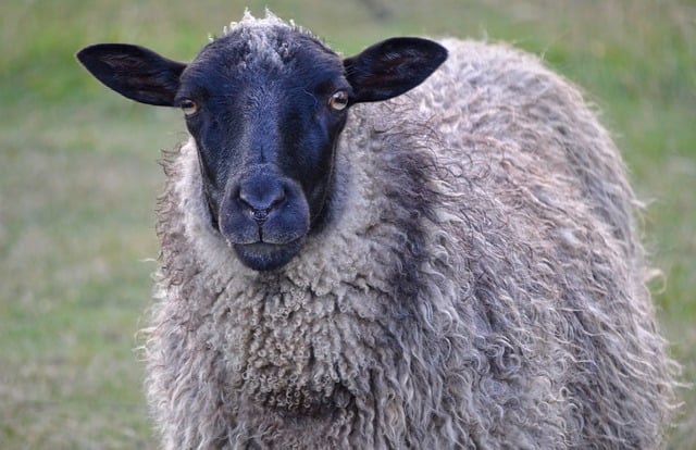 無料でダウンロードできる牡羊座動物哺乳類動物相GIMPで編集できる無料オンライン画像エディター