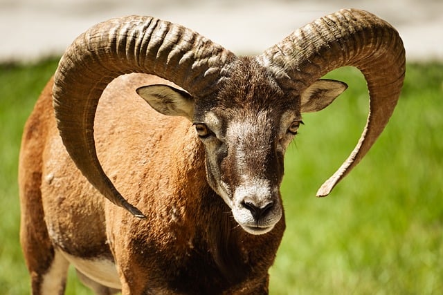 Free download aries nature mouflon mammal horns free picture to be edited with GIMP free online image editor