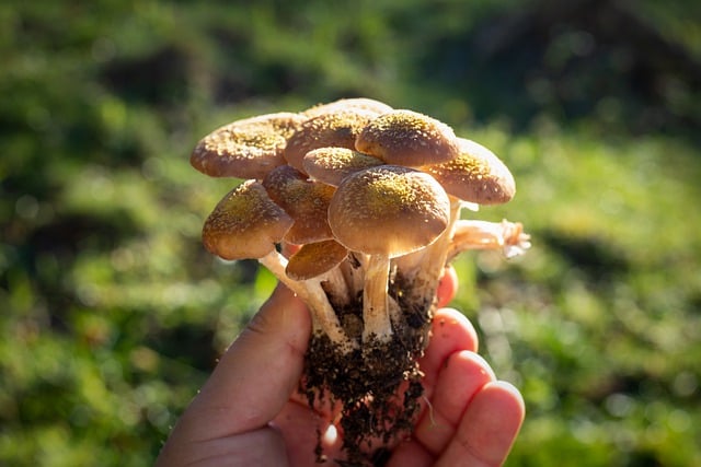Free download armillaria honey mushroom fungus free picture to be edited with GIMP free online image editor