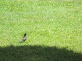 Free download A Robin at the North Kingstown Town Beach free photo or picture to be edited with GIMP online image editor