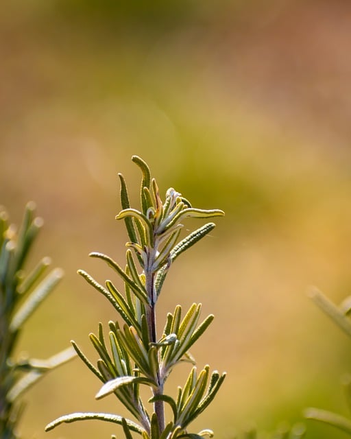 Free download aroma rosemary aromatherapy free picture to be edited with GIMP free online image editor