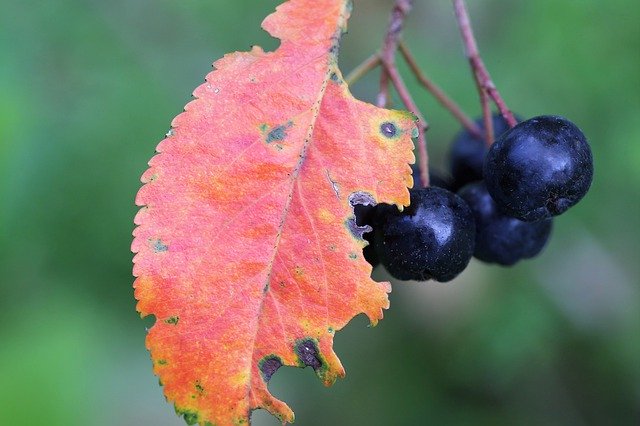 Free download Aronia Berries Red Leaf -  free photo or picture to be edited with GIMP online image editor