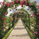 A Rose Adorned Pergola Pathway  screen for extension Chrome web store in OffiDocs Chromium