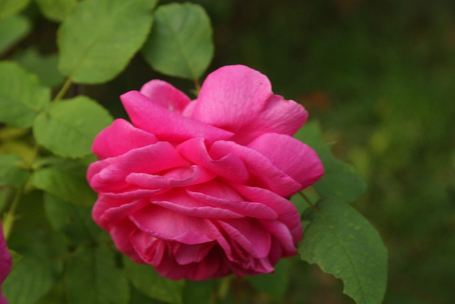 Téléchargement gratuit d'une image gratuite de rose par la confiture de fleur rose à éditer avec l'éditeur d'images en ligne gratuit GIMP