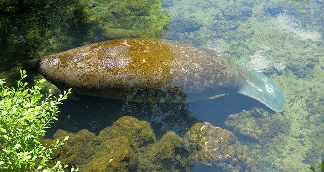 Free download Around Tail Manatee Manati Florida -  free photo or picture to be edited with GIMP online image editor
