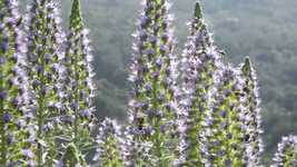 Free download Arrebol Azul Echium Webbii Bee -  free video to be edited with OpenShot online video editor