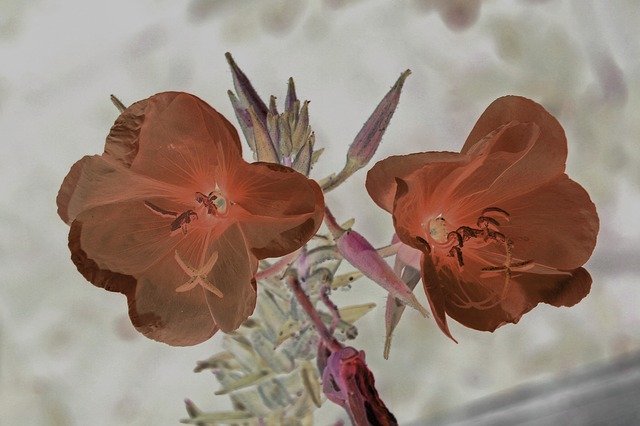 Скачать бесплатно Art Color Flower - бесплатное фото или изображение для редактирования с помощью онлайн-редактора изображений GIMP