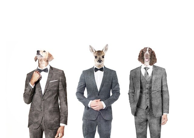 Free download art graphic design animals manimal free picture to be edited with GIMP free online image editor