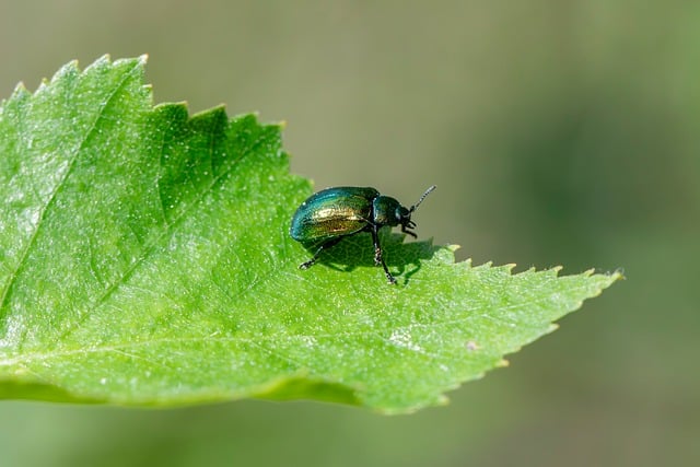 Free download arthropods beetles biodiversity free picture to be edited with GIMP free online image editor