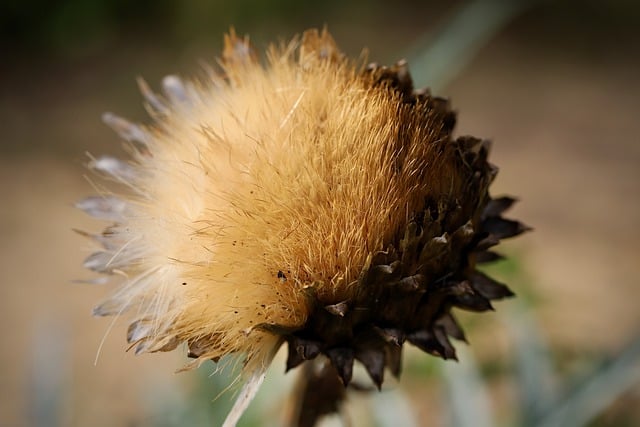 Free download artichoke artichoke hay seeds free picture to be edited with GIMP free online image editor