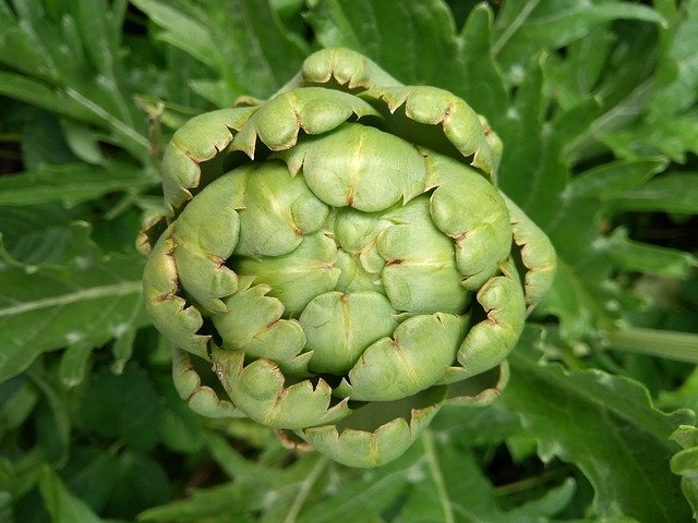 Free download Artichoke Plant Green -  free photo or picture to be edited with GIMP online image editor