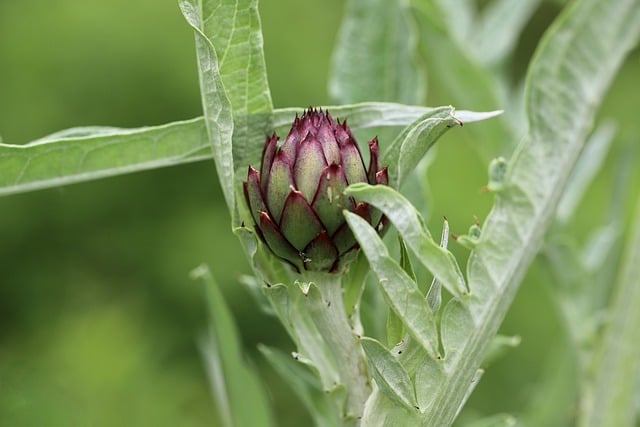 Free download artichoke vegetables food petals free picture to be edited with GIMP free online image editor