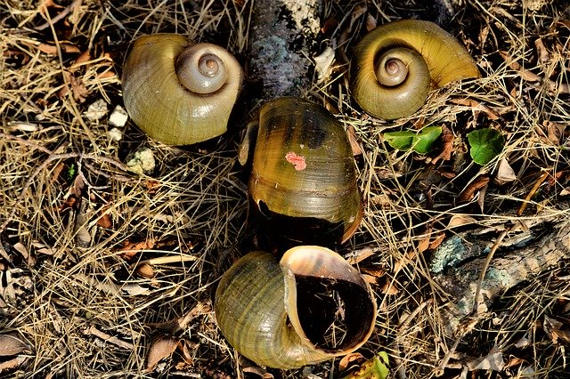 Muat turun percuma Art Shell Snail - foto atau gambar percuma untuk diedit dengan editor imej dalam talian GIMP