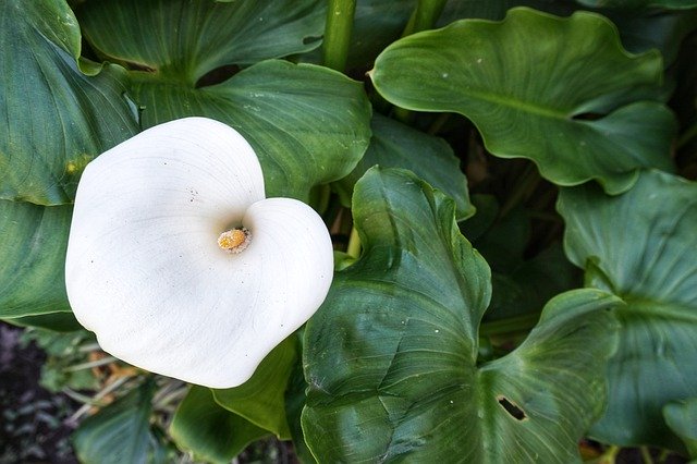 Template Photo Arum-Lily Flowers Plants -  for OffiDocs