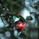 A Scarlet Camellia Amidst Foliage  screen for extension Chrome web store in OffiDocs Chromium