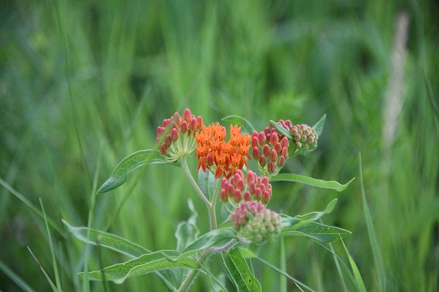 무료 다운로드 Asclepias Butterfly Weed - 무료 사진 또는 김프 온라인 이미지 편집기로 편집할 수 있는 사진