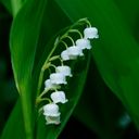 A Serene Stalk of Convallaria majalis  screen for extension Chrome web store in OffiDocs Chromium
