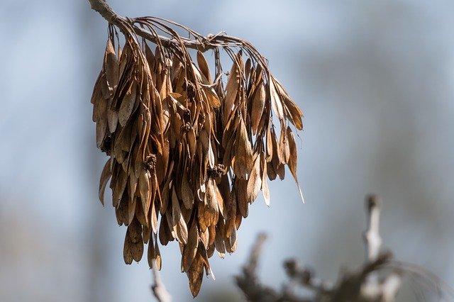 Téléchargement gratuit de Ash Fruits Seeds - photo ou image gratuite à modifier avec l'éditeur d'images en ligne GIMP