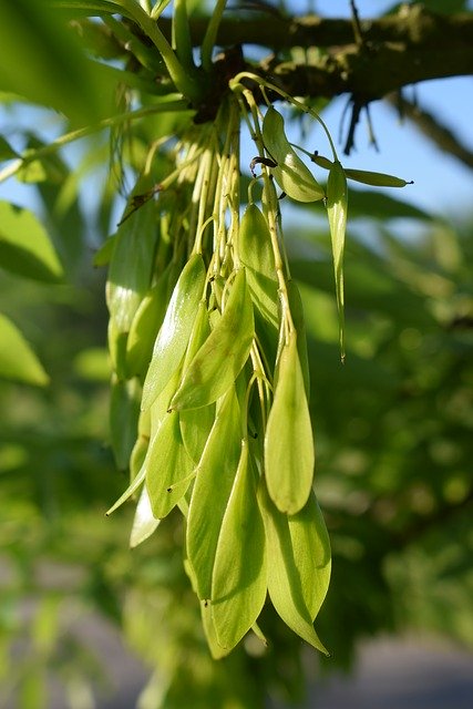 Free download Ash Seeds -  free photo or picture to be edited with GIMP online image editor