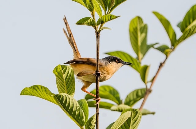 Free download ashy prinia prinia bird animal free picture to be edited with GIMP free online image editor