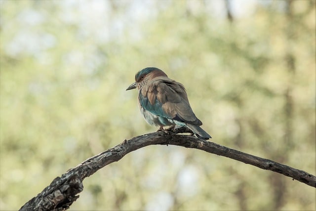 Muat turun percuma gambar percuma ekologi burung asia untuk diedit dengan editor imej dalam talian percuma GIMP