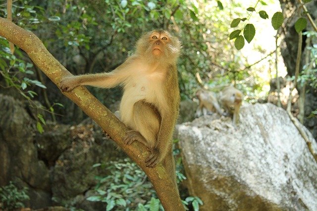 Unduh gratis Asia Monkey Nature - foto atau gambar gratis untuk diedit dengan editor gambar online GIMP