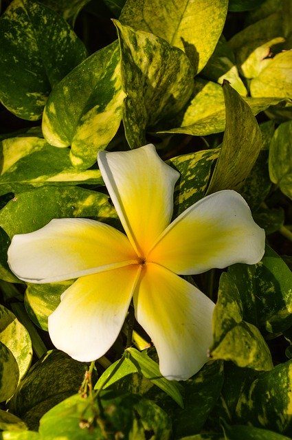 ดาวน์โหลดฟรี Asian Flower Sun Bud Oriental - ภาพถ่ายหรือรูปภาพที่จะแก้ไขด้วยโปรแกรมแก้ไขรูปภาพออนไลน์ GIMP ได้ฟรี